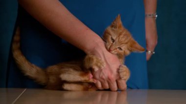 Mavi elbiseli, sevimli turuncu kediciğiyle oynayan, tanınmayan genç bir kadın. Neşeli zencefilli yavru kedi sataşılırken ve okşanıyorken dişi sahibinin elini ısırır ve pençeler..
