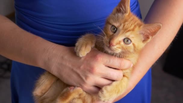 Movimiento Lento Retrato Cierre Gatito Naranja Tabby Mira Cámara Mientras — Vídeos de Stock