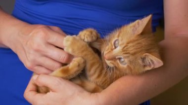 Küçük sevimli turuncu kedi yavrusu, tanınmayan genç bayanın kucağında yatarken kuyruğunu ısırıyor. Mavi elbiseli kadın, kendi kuyruğuyla kızıl tüylü yavru kediyle alay ediyor..