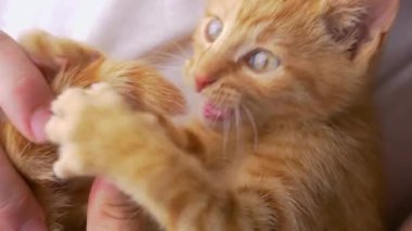 Canlı turuncu yavru kedi, tanınmayan sahibinin kucağında yatarken kuyruğunu ısırıyor. Zencefilli tekir bir kedinin sahibiyle dövüşürken çok güzel bir pozu. Enerjik kedi için oyun zamanı