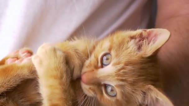 슬로우 스트레이트 주인과 싸우고 식인종의 귀여운 오렌지색 고양이가 주인의 무릎에 — 비디오