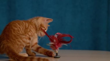 Sevimli küçük yavru kedi ahşap masanın üzerinde oturan bir tüyle oynaşıyor. Bersagliera turuncu tekir kedi yavrusu, masanın etrafında yuvarlanan bir tüy avcısıyla oynuyor. Neşeli kızıl kedicik