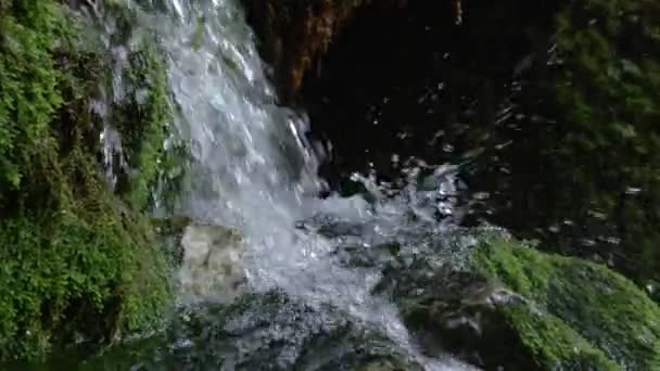 缓慢的移动关闭 详细拍摄了一条玻璃状的森林溪流从柔软的苔藓覆盖的岩石上滑落下来 水晶般清澈的山河在斯洛文尼亚阴暗的森林中流淌 — 图库视频影像