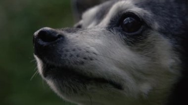 Yaşlanan sevimli bir minyatür pinscher 'ın namlusunun doğal çevresine bakarken detaylı bir görüntüsü. Şirin, yaşlı, siyah ve gri köpek yavrusu karanlık ormanı izliyor..