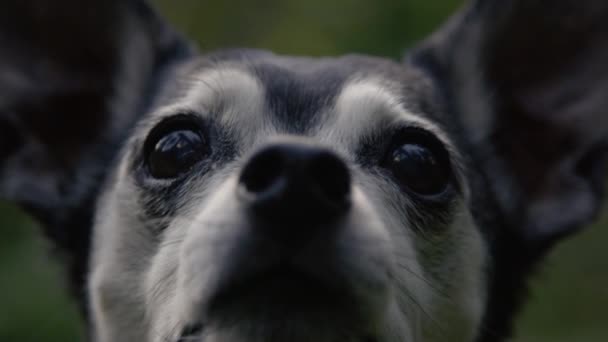 Yavaş Hareket Yaklaş Tatlı Yaşlı Siyah Gri Köpek Yavrusu Karanlık — Stok video