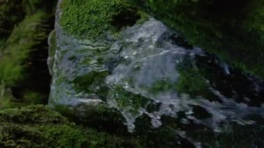 Slovenya 'daki kasvetli bir ormanın göbeğindeki yosunlu kayaların üzerinden kristal berrak nehir suyu akıyor. Ormanda süzülen cam akarsuyun detaylı görüntüsü..
