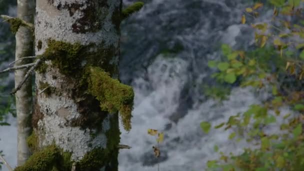 Slow Motion Uzavřeno Dof Kaskádovitá Lesní Řeka Protéká Kolem Mechem — Stock video