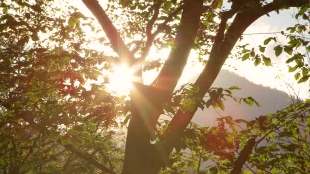 Close Handheld Lens Flare Malerische Aufnahme Warmer Herbstsonnenstrahlen Die Auf — Stockvideo