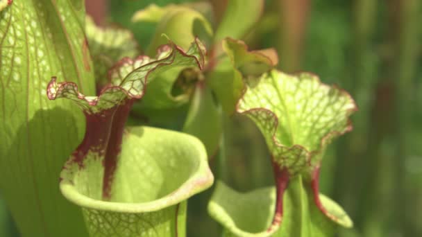 Cerrar Dof Vista Detallada Las Plantas Jarra Amarilla Color Púrpura — Vídeo de stock