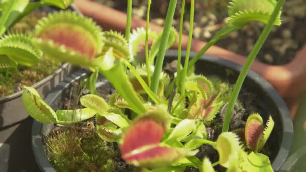 Dof エキゾチックなDionaea Muscipula植物は虫を引き付けるためにその敏感なトラップを開きます 熱帯の肉食植物がそのとげのある罠で獲物を集めているのを間近で見ることができます 植物園 — ストック動画