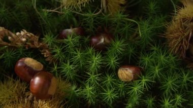 Parlak kestaneler canlı yosunların içinde uzanıyorlar. Kestaneler sonbaharda yemyeşil orman zeminine saçılmış vaziyettedirler. Dikenli kestane kabukları ve olgun çekirdekler yosunlu orman zemininde yatıyor..