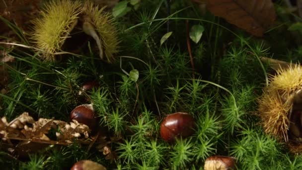 Nah Dran Kastanien Liegen Herbst Verstreut Auf Dem Sattgrünen Waldboden — Stockvideo