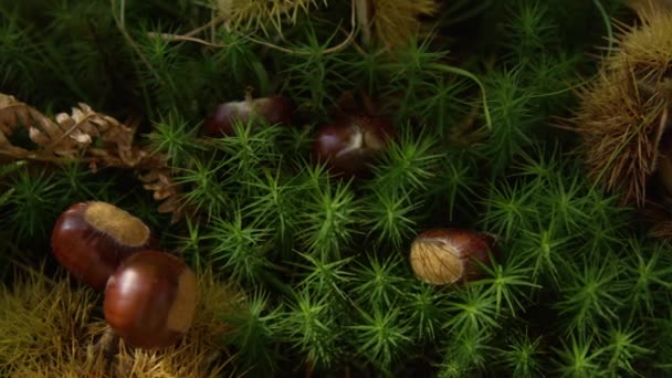 在生机勃勃的苔藓中躺着新的栗子 秋天的时候 栗子散落在茂盛的绿林地上 松软的栗子壳和成熟的核仁躺在苔藓丛生的森林地面上 — 图库视频影像