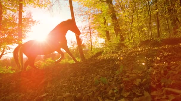 Langsom Bevægelse Lens Flare Silhouette Lone Vilde Hest Går Rundt – Stock-video