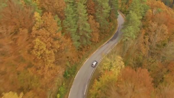 Aerial Metalowy Szary Samochód Przemierza Malowniczą Wiejską Drogę Żywym Lesie — Wideo stockowe