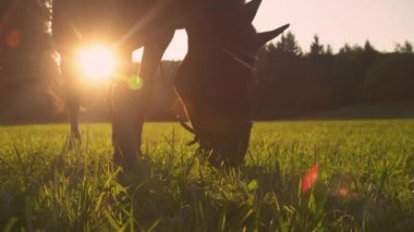 Yavaş hareket et, yaklaş, düşük açı, mercek flar, koyu kahverengi at altın renkli çayırda otluyor. Aç yetişkin at güneşli bir yaz akşamında çimlerde otlar. Gün doğumunda at otlağı.
