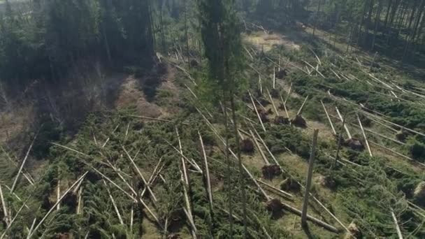 Close Seluruh Pohon Tumbang Dan Puing Puing Lainnya Tersebar Sekitar — Stok Video
