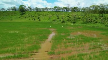 Yerli beyaz kuşlar, Panama 'daki sulanmış pirinç tarlalarının üzerinden uçar. Canlı Panama kırsalındaki pirinç tarlalarının üzerinden uçan tropikal beyaz kuş sürüsünün manzaralı görüntüsü..
