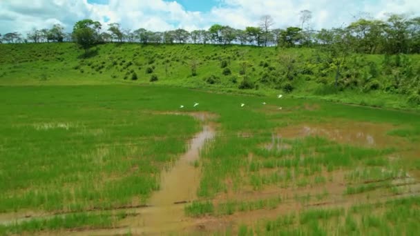 Aerial 先住民の白い鳥は パナマ中央部の灌漑された水田を飛び越えています 熱帯の白い鳥が群生する風景は 活気に満ちたパナマの田舎の田んぼを飛び越えています — ストック動画