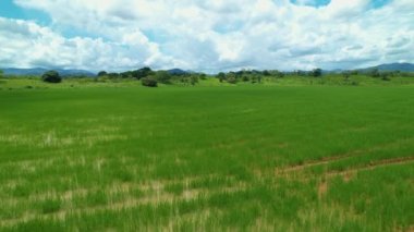 Panama kırsalındaki büyük bir çiftlikte uzun sıra pirinçle uçmak. Manzaralı Orta Panama 'daki yemyeşil pirinç tarlalarının insansız hava aracı görüntüsü. Pirinç tarlalarını çevreleyen tropikal doğanın hava görüntüleri.