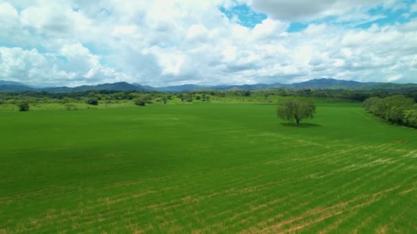 Aerial Flygfoto Tropisk Natur Som Omger Risfält Flygande Skott Långa — Stockvideo