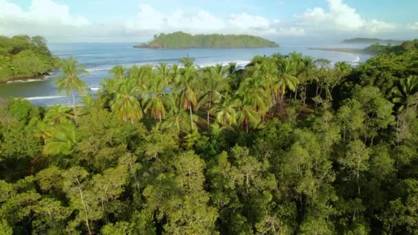 Aérial Des Cocotiers Sur Une Belle Côte Océanique Avec Des — Video