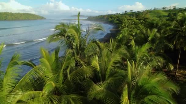 Aerial Voando Baixo Sobre Coqueiros Revelando Ondas Quebrando Praia Oceano — Vídeo de Stock