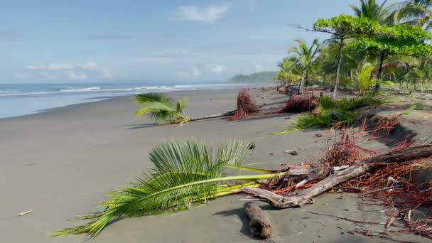 Palmeras Caídas Suave Viento Una Playa Tropical Después Tormenta Palmeras — Vídeo de stock