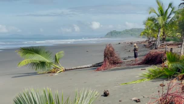 Gevallen Palmboom Zachte Wind Een Tropisch Strand Storm Ontwortelde Palmen — Stockvideo