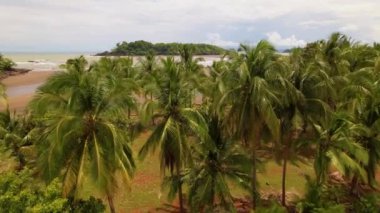 Palmiye ağaçlarının üzerinde alçaktan uçarak gelen dalgalarla çamurlu okyanus sularını ortaya çıkarıyor. Panama 'da fırtınadan sonra tropikal plajların havadan görüntüsü. Drone uçağı kumlu bir sahilde fırtına enkazı gösteriyor..
