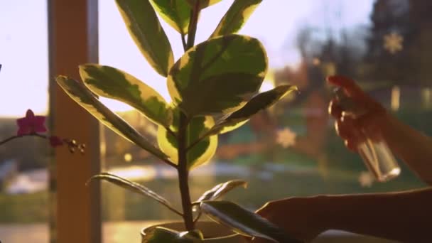 Slow Motion Close Kvinnlig Hand Förvandlas Ficus Växt Och Börjar — Stockvideo