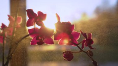 Yavaş hareket et, yaklaş altın ışıkta çiçek açan saksı orkidesinin hafif su püskürmesi. Evcil çiçeklenme bitkisinin yapraklarını serinletirken sprey parlıyor. Güzel bir öğleden sonra ışığında bahçe işleriyle uğraşıyorum..