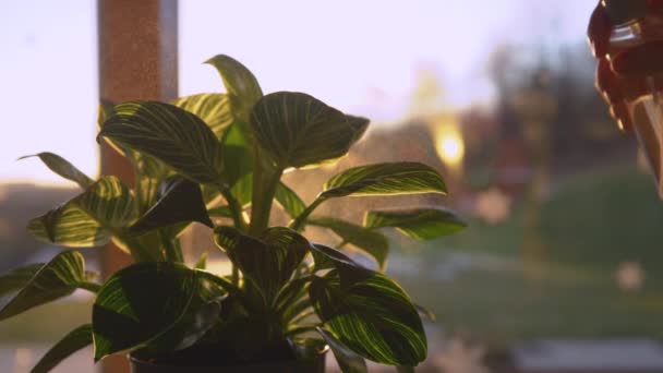 손에는 필로덴 웨이브 플랜트가 식물에 플레어 황금색 스프레이 아름다운 — 비디오