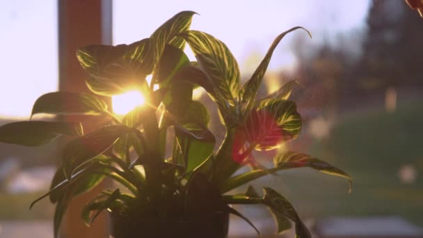 缓慢的运动 阳光穿过绿色的室内植物 同时洒落 用太阳耀斑和金色的浪花浇灌菲罗顿龙白浪时闪闪发光 美丽光线下的城市丛林维护 — 图库视频影像