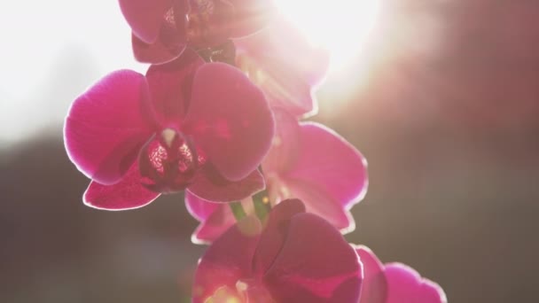 Медленное Движение Закрыто Видео Детальный Снимок Цветущей Фиолетовой Орхидеи Солнечным — стоковое видео