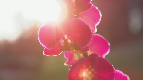 Slow Motion Close Vacker Lila Blommande Orkidé Gyllene Ljus Sol — Stockvideo