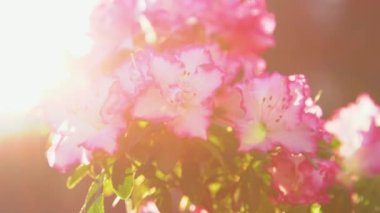 Güneş ışınları yemyeşil açelya çiçeklerinin üzerinde pembe kenarları ile parıldıyor. Bahar bahçesinde güzel açelya çiçekleri açar. Canlı açelya çiçeği kafası altın güneş ışığıyla aydınlatılıyor..