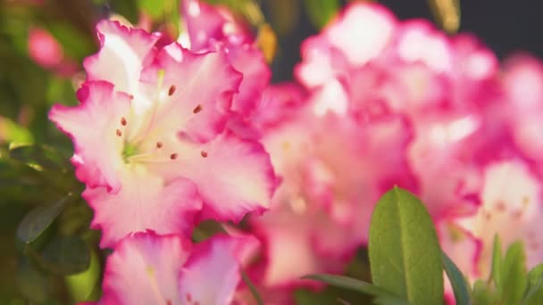 Slow Motion Cloup Video ピンク色の縁が白いツツジの詳細ビュー 春の庭で明るく美しいツツジの花 薄日の下で咲く鮮やかなツツジ — ストック動画