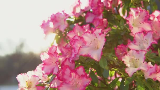 Slow Miiion Close Пышная Цветущая Азалия Белыми Цветками Розовыми Краями — стоковое видео