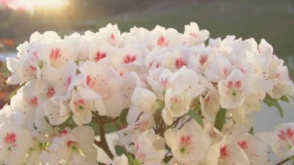 Movimiento Lento Cerrar Exuberante Azalea Blanca Floreciente Retroiluminada Con Luz — Vídeo de stock