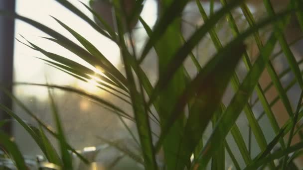 거리는 가까이 일어나는 녹색아 야자나무 사이로 이비치면서 뿌리를 내립니다 황금빛 — 비디오