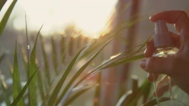 Yavaş hareket eden, yaklaşan kadın eli, yemyeşil areca palmiyesi yaprakları püskürtüyor. Altın kamış palmiyesini sularken güneş parlar ve serpilir. Güzel altın gün ışığında şehir orman bakımı.