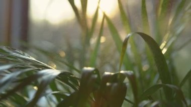 Yavaş hareket edin, yaklaşın: yemyeşil areca palmiyesi yaprakları serpiştirin. Altın kamış palmiyesini sularken güneş parlar ve parlar. Güzel altın güneş ışığı altında saksıdaki palmiye bakımının detaylı görüntüsü.