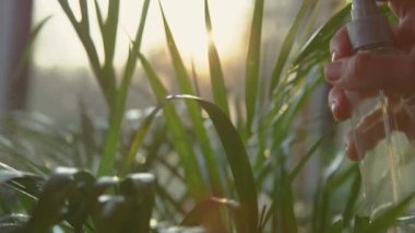 Yeşil bambu palmiyesi yaprakları püskürten kadın eli, yavaşça hareket ediyor. Altın kamış palmiyesini sularken güneş parlar ve parlar. Güzel altın güneş ışığı altında saksıdaki palmiye bakımının detaylı görüntüsü.