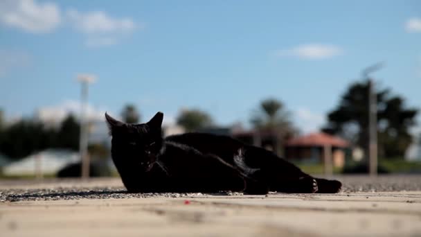 Güzel Sahipsiz Kedi Yerde Yatıyor — Stok video