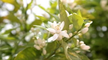 Çiçek açan, portakal, ağaç, güzel, çiçekler