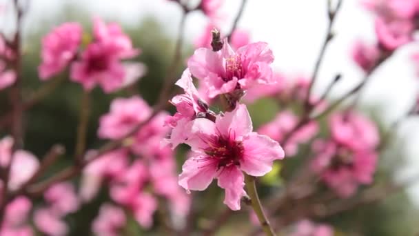 Vackert blommande rosa mörkrosa träd — Stockvideo