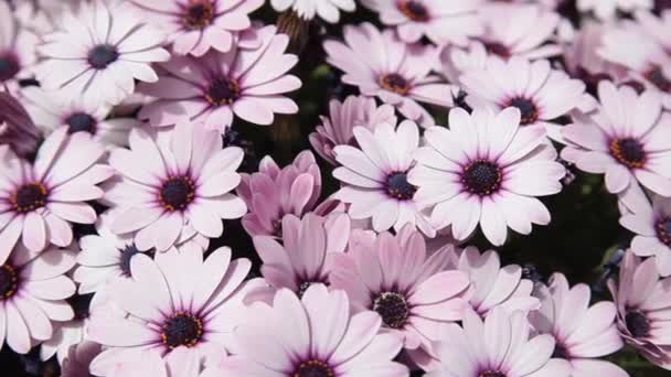 Många vackra blommande violetta blommor osteospermum — Stockvideo