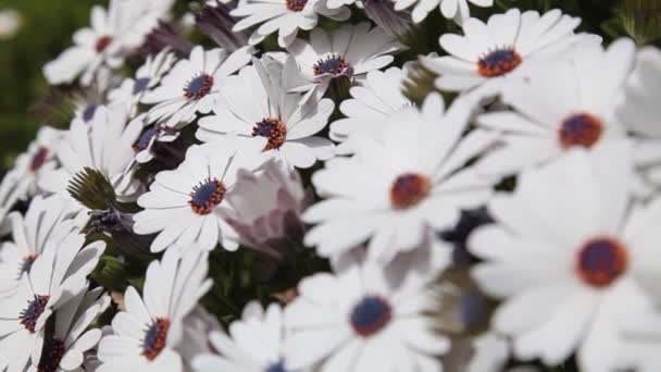 Wiele pięknych kwitnących białych kwiatów osteospermum — Wideo stockowe