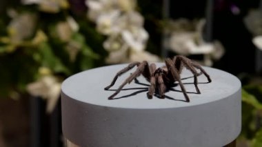 Bir bölgede oturan tarantula örümceği